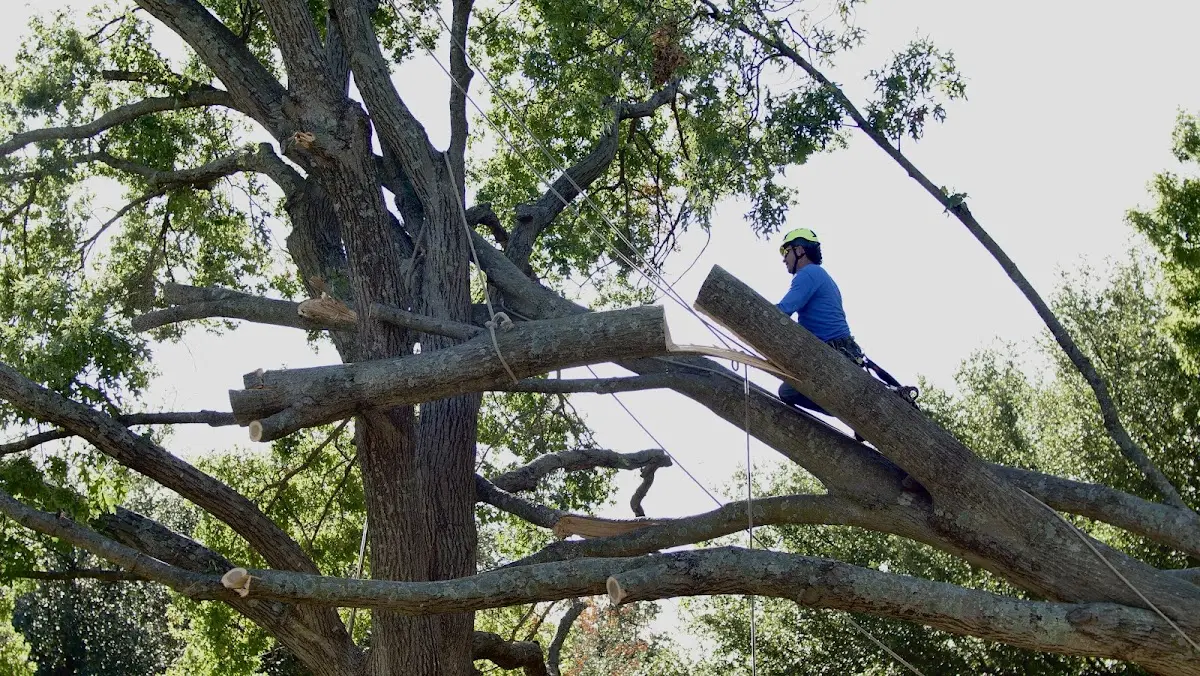Professional Crown Thinning performed by certified arborists in Fryeburg